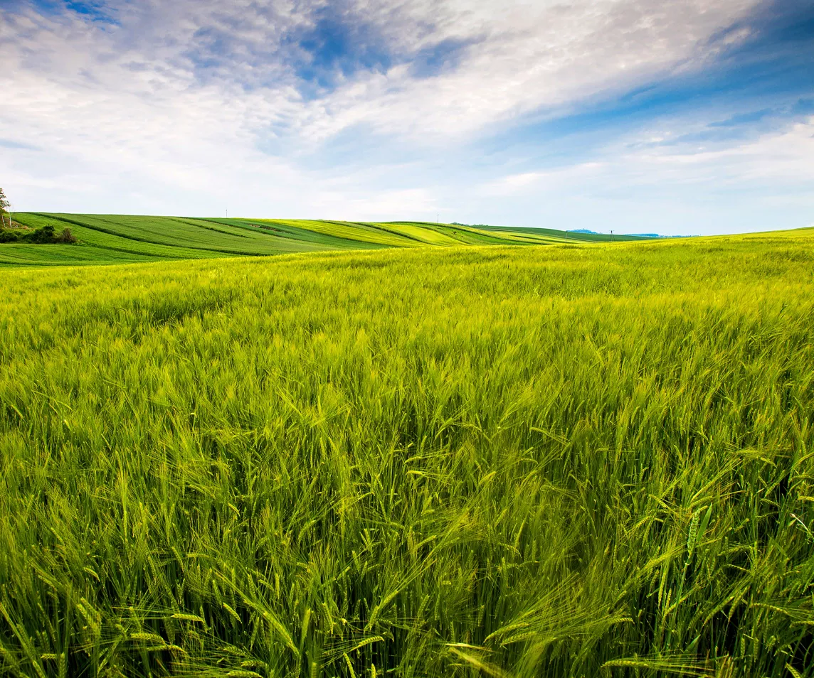 Roadhouse Restaurant